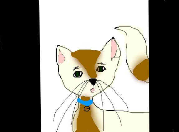 my cat
