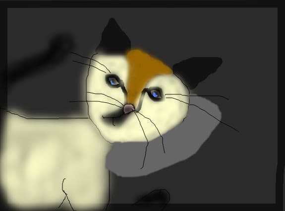 cat