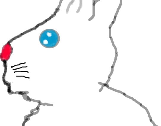 iepurash