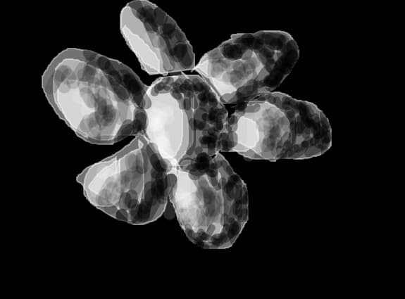 supidly flower