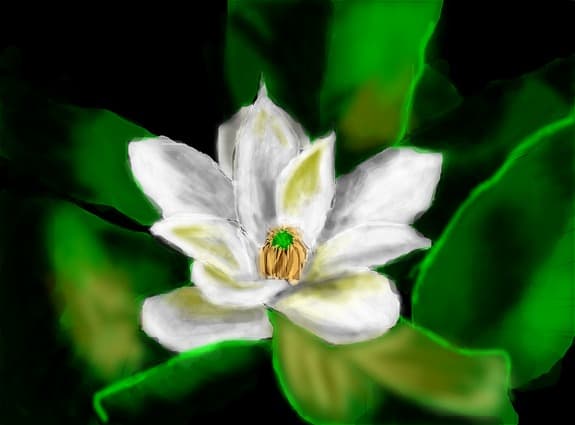 ~~~...magnolie...~~~~