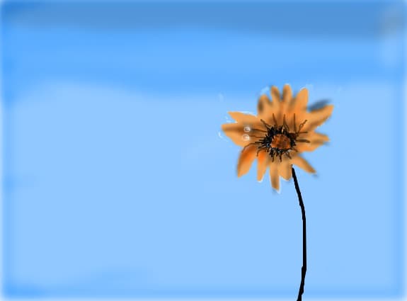 flower in the sun