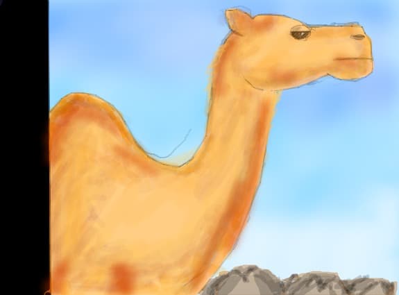 a camel