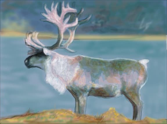 ...reindeer...