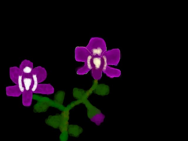 CIBICATALINA