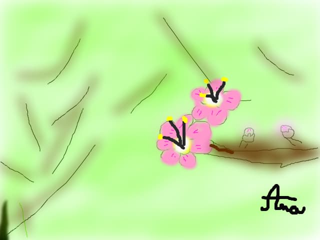 Anaeu11