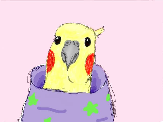 Cockatiel