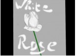 White rose