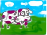 o vaca