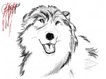 collie portrait