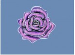 purple rose