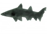 rechin
