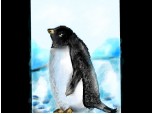 pinguin