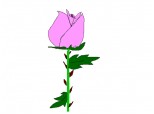 rose