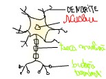 neuron