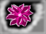 o floarea roz