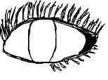 eye schita