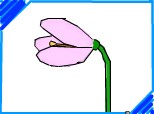 the flower