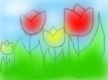 tulips