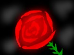 red rose