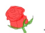 rose