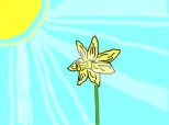 floare rupta din soare