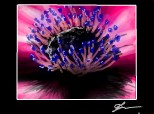 L anemone